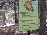 ova Gussonea-20110529 118